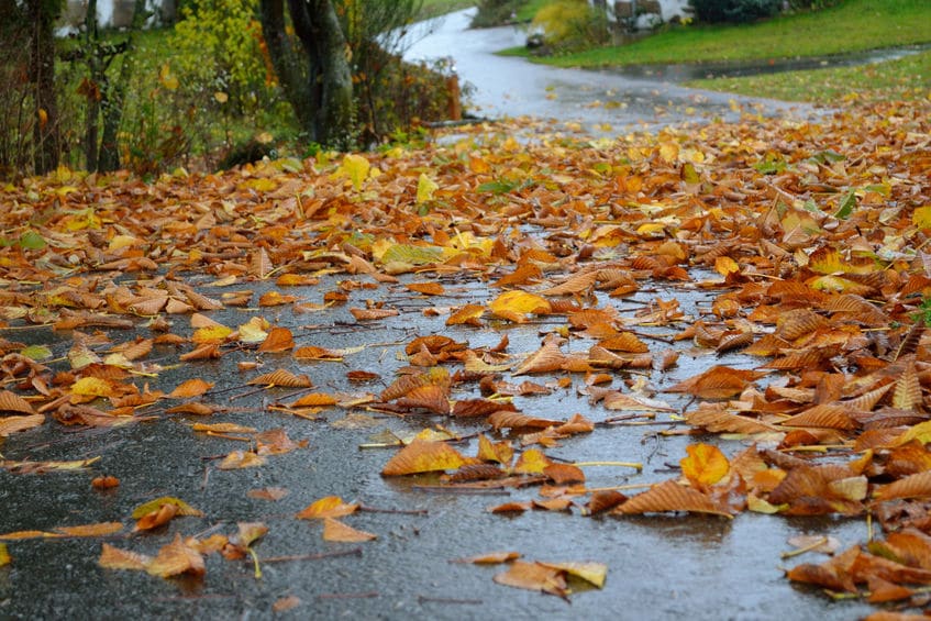 Wet Leaves on Road | Marietta Wrecker Service